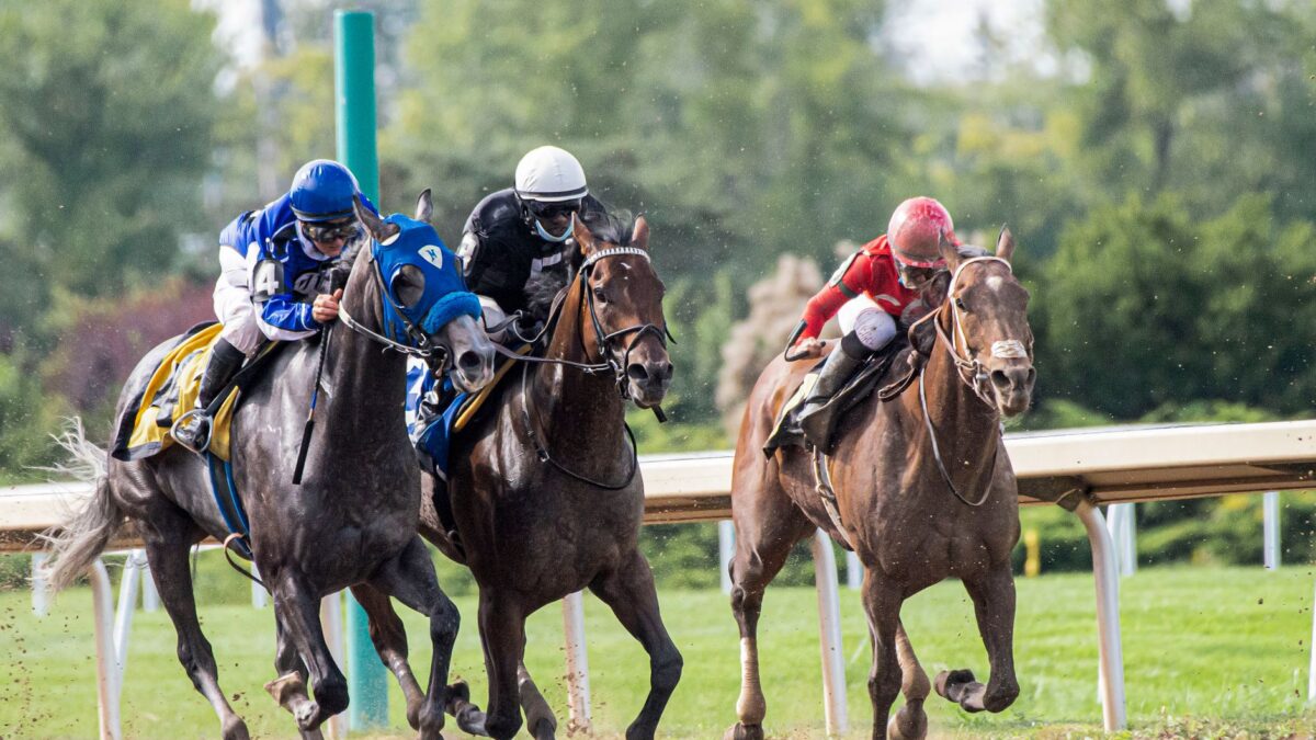 Trois chevaux de course galopent sur une piste en sable, montés par trois jockeys en casaques bleue, noire et rouge, devant un rail blanc et une végétation verte.